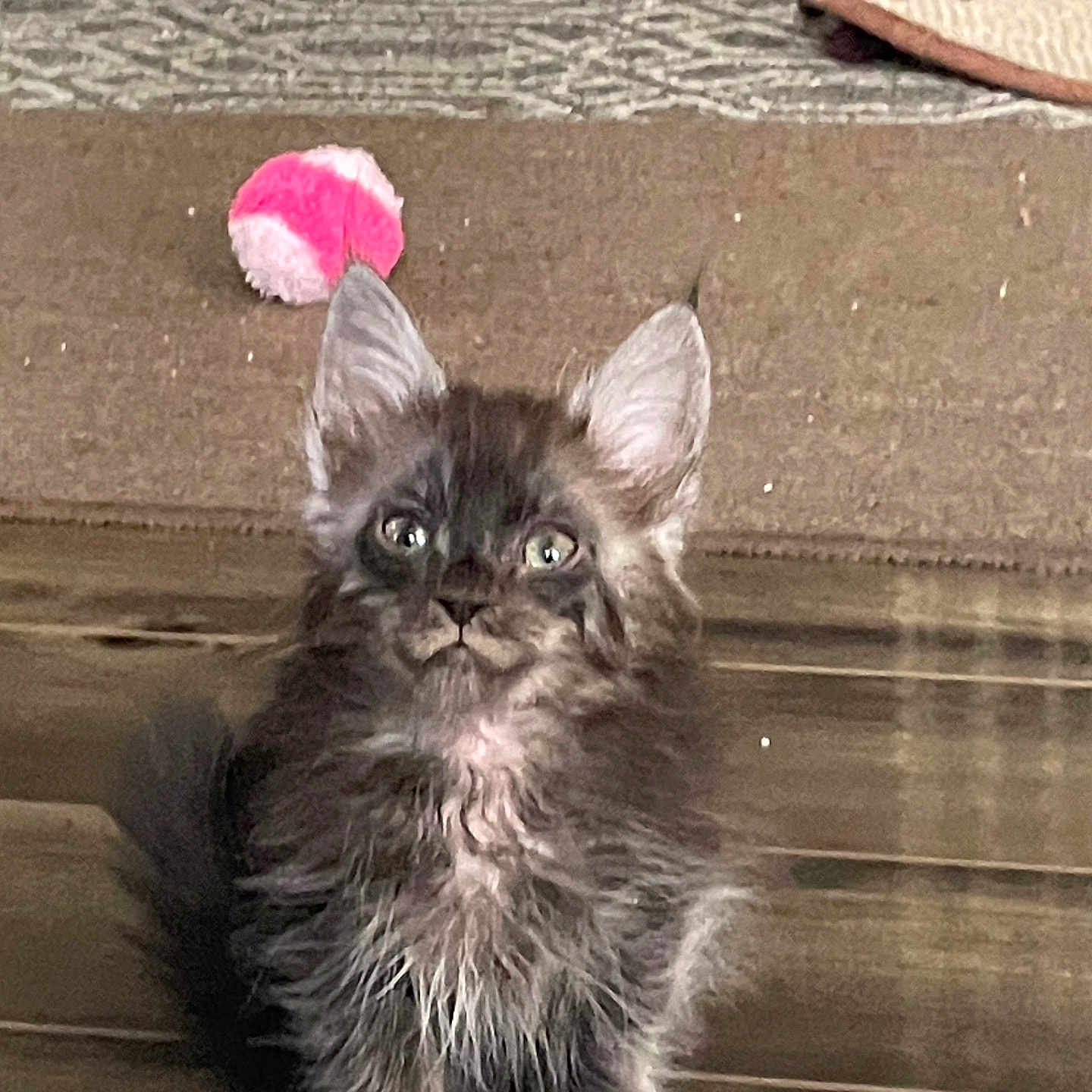 Willow is registered to the contest to win money with this photo: animal, ball, brown_rug, cat, curious, cute, domestic, ears, feline, floor, furry, indoor, kitten, pet, playful, small, toy, whiskers, wooden_floor, young