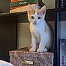 kitten, cat, orange_and_white, sitting, box, decorative_box, bookshelf, books, indoor, pet, curious, young, feline, whiskers, ears, paws, furniture, shelf, wall, portrait