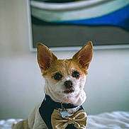 Bear is registered to the contest to win money with this photo: dog, small_dog, bow_tie, harness, bed, white_bed, indoor, portrait, pet, animal, ears, sitting, looking, cute, furniture, painting, decor, cozy, fur, canine