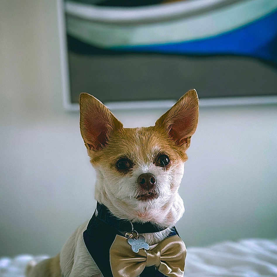 Bear is registered to the contest to win money with this photo: dog, small_dog, bow_tie, harness, bed, white_bed, indoor, portrait, pet, animal, ears, sitting, looking, cute, furniture, painting, decor, cozy, fur, canine