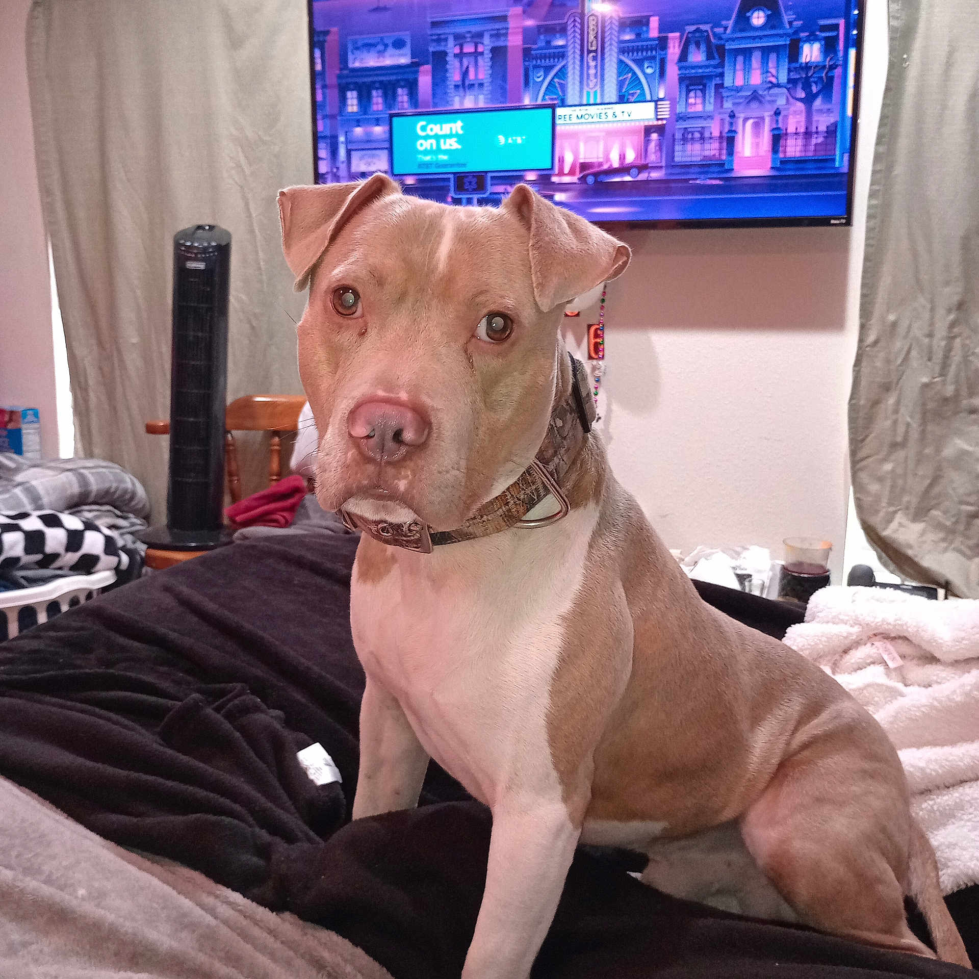 Beaux is registered to the contest to win money with this photo: animal, bed, blanket, brown, canine, chair, collar, companion, curtain, cute, dog, domestic_animal, furniture, household, indoor, looking, pet, resting, television, white