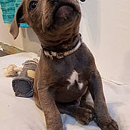 Oslo participe au concours pour gagner de l'argent avec cette photo : animal, boxer, bulldog, canine, clothing, dog, footwear, frenchbulldog, hound, labradorretriever, pet, pitbull, pointer, pug, puppy, shoe, snout, terrier, whitedog, wood