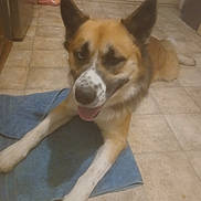 Titan participe au concours pour gagner de l'argent avec cette photo : dog, pet, canine, brown_and_white, pointy_ears, tongue_out, happy, sitting, lying_down, indoor, bathroom, tile_floor, blue_towel, portrait, close_up, animal, fur, paws, alert, home