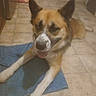 dog, pet, canine, brown_and_white, pointy_ears, tongue_out, happy, sitting, lying_down, indoor, bathroom, tile_floor, blue_towel, portrait, close_up, animal, fur, paws, alert, home