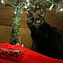 Lucy joined the competition — help win amazing prizes! black_cat, yellow_eyes, christmas_lights, ornaments, red_cloth, wood_paneling, tinsel, garland, indoor, pet, whiskers, portrait, sitting, shiny, reflective, plastic_packaging, tabletop, festive, close_up, curious