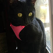 Lucy is registered to the contest to win money with this photo: cat, black_cat, pet, window, harness, pink_harness, yellow_eyes, whiskers, indoor, sunlight, curtain, mesh_screen, portrait, close_up, fur, ears, sitting, paws, nose, gaze
