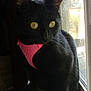 cat, black_cat, pet, window, harness, pink_harness, yellow_eyes, whiskers, indoor, sunlight, curtain, mesh_screen, portrait, close_up, fur, ears, sitting, paws, nose, gaze