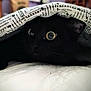 Lucy is registered to the contest to win money with this photo: cat, black_cat, pet, animal, eyes, blanket, duvet, bed, hiding, cozy, indoor, close_up, whiskers, curious, feline, portrait, peeking, paws, fabric, shadow