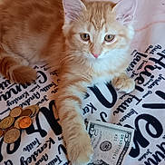 Wittle One is registered to the contest to win money with this photo: kitten, cat, orange_cat, money, five_dollar_bill, coins, blanket, paw, pet, cute, indoor, fur, animal, currency, playful, young_cat, domestic_cat, resting, close_up, soft_fur