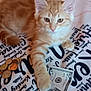 kitten, cat, orange_cat, money, five_dollar_bill, coins, blanket, paw, pet, cute, indoor, fur, animal, currency, playful, young_cat, domestic_cat, resting, close_up, soft_fur