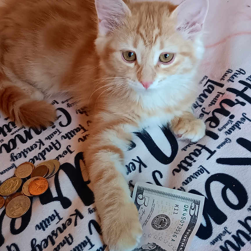 Wittle One is registered to the contest to win money with this photo: animal, blanket, cat, close_up, coins, currency, cute, domestic_cat, five_dollar_bill, fur, indoor, kitten, money, orange_cat, paw, pet, playful, resting, soft_fur, young_cat