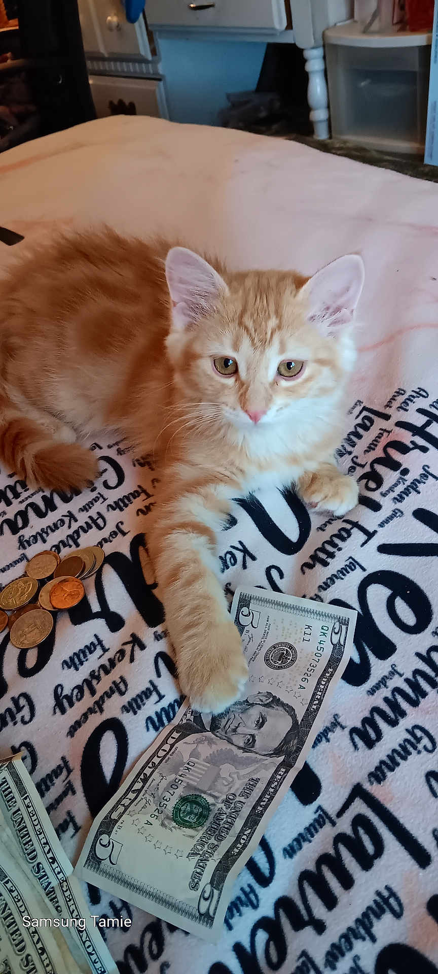 Wittle One is registered to the contest to win money with this photo: kitten, cat, orange_cat, money, five_dollar_bill, coins, blanket, paw, pet, cute, indoor, fur, animal, currency, playful, young_cat, domestic_cat, resting, close_up, soft_fur