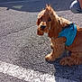 Vesuvio a rejoint le concours — aidez-le/la à gagner de superbes lots ! dog, puppy, brown_dog, blue_harness, asphalt, parking_lot, curious, sitting, outdoor, sunlight, shadow, fur, pet, canine, animal, leash, closeup, sidewalk, road, cute