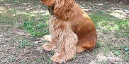 Vesuvio a rejoint le concours — aidez-le/la à gagner de superbes lots ! dog, cocker_spaniel, golden, sitting, grass, yard, outdoor, tree, nature, pet, animal, fur, ears, garden, sunlight, bench, wheelbarrow, side_view, calm, daytime