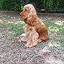 dog, cocker_spaniel, golden, sitting, grass, yard, outdoor, tree, nature, pet, animal, fur, ears, garden, sunlight, bench, wheelbarrow, side_view, calm, daytime