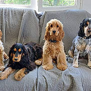 Vesuvio participe au concours pour gagner de l'argent avec cette photo : dog, cocker_spaniel, pet, animal, indoor, couch, gray_quilt, window, fur, sitting, lying_down, four_dogs, collar, domestic, cute, calm, resting, living_room, natural_light, quiet