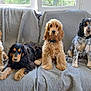 dog, cocker_spaniel, pet, animal, indoor, couch, gray_quilt, window, fur, sitting, lying_down, four_dogs, collar, domestic, cute, calm, resting, living_room, natural_light, quiet