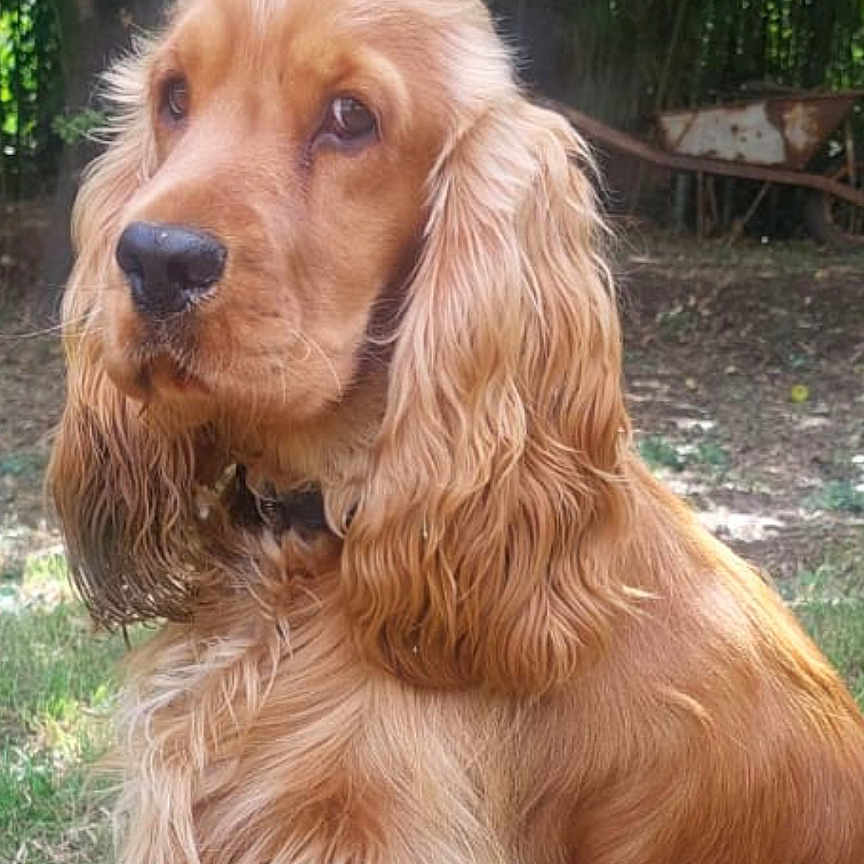Vesuvio participe au concours pour gagner de l'argent avec cette photo : animal, brown, calm, canine, cocker_spaniel, dog, friendly, fur, garden, golden_fur, grass, long_ears, nature, outdoor, pet, portrait, sitting, sunlight, tree, wheelbarrow