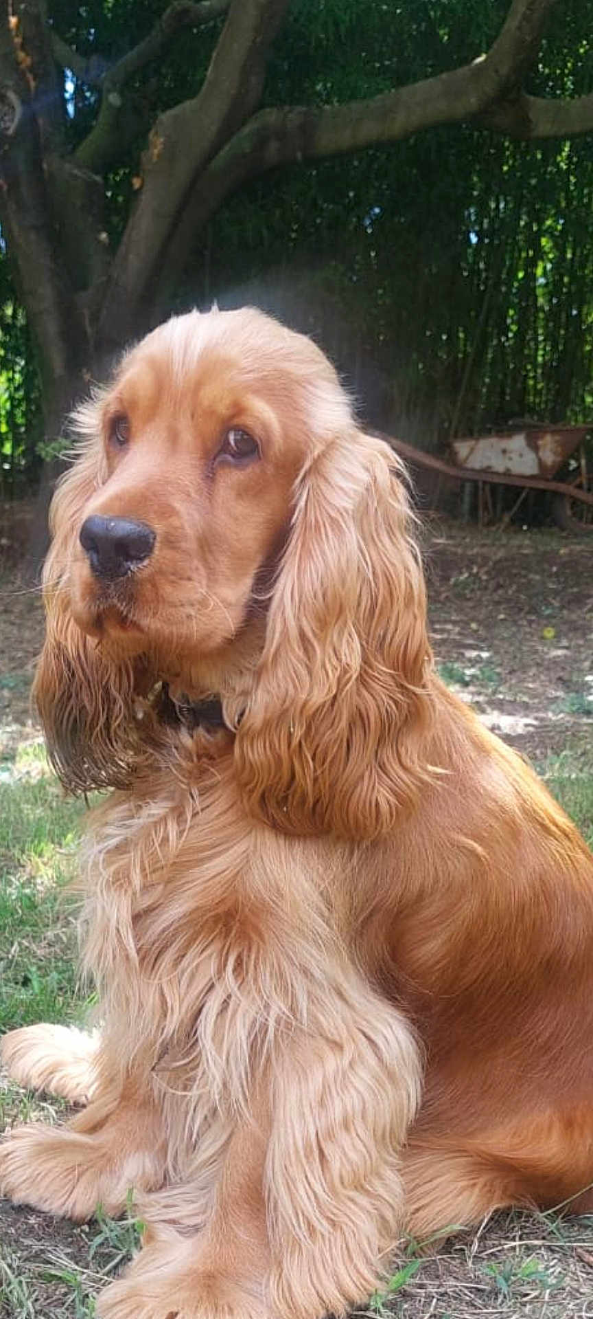 Vesuvio participe au concours pour gagner de l'argent avec cette photo : dog, cocker_spaniel, golden_fur, long_ears, sitting, grass, outdoor, tree, wheelbarrow, pet, animal, canine, fur, nature, portrait, calm, garden, sunlight, brown, friendly