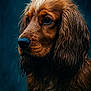 Vesuvio participe au concours pour gagner de l'argent avec cette photo : dog, cocker_spaniel, wet_fur, close_up, portrait, rain, moody_lighting, animal, pet, brown_fur, long_ears, outdoor, gazing, detailed, fur_texture, blue_background, cute, animal_portrait, nature, melancholic