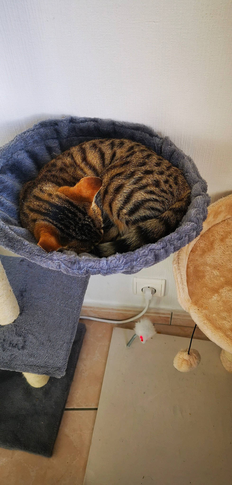 Sanae a rejoint le concours — aidez-le/la à gagner de superbes lots ! bengal, carnivore, cat, cat_bed, domestic_short_haired_cat, dragon_li, european_shorthair, fawn, felidae, fur, ocicat, small_to_medium_sized_cats, tabby_cat, thread, whiskers