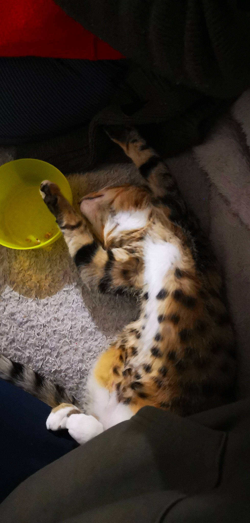 Sanae participe au concours pour gagner de l'argent avec cette photo : bengal, carnivore, cat, egyptian_mau, european_shorthair, felidae, kitten, mammal, ocicat, savannah, small_to_medium_sized_cats, tabby_cat, whiskers