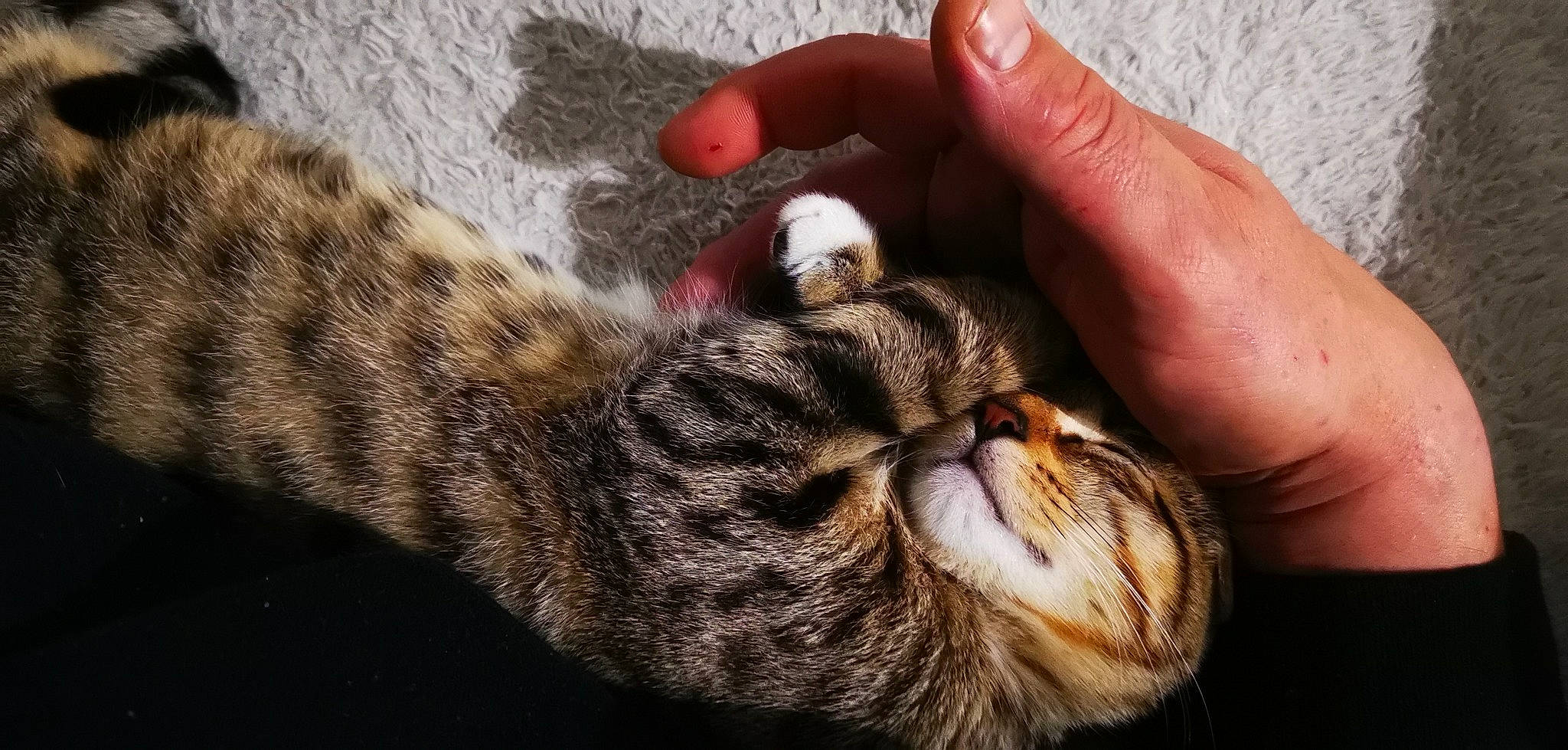 Sanae participe au concours pour gagner de l'argent avec cette photo : american_shorthair, asian, bengal, california_spangled, carnivore, cat, domestic_short_haired_cat, dragon_li, egyptian_mau, european_shorthair, felidae, fur, kitten, mammal, paw, pixie_bob, rusty_spotted_cat, small_to_medium_sized_cats, tabby_cat, whiskers