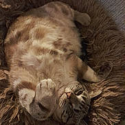 Rillette participe au concours pour gagner de l'argent avec cette photo : animal, cat, comfortable, cozy, cushion, cute, feline, fluffy, fur, indoor, mammal, paw, pet, relaxed, resting, round_bed, shaggy, sleeping, tabby_cat, whiskers