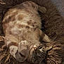 animal, cat, comfortable, cozy, cushion, cute, feline, fluffy, fur, indoor, mammal, paw, pet, relaxed, resting, round_bed, shaggy, sleeping, tabby_cat, whiskers