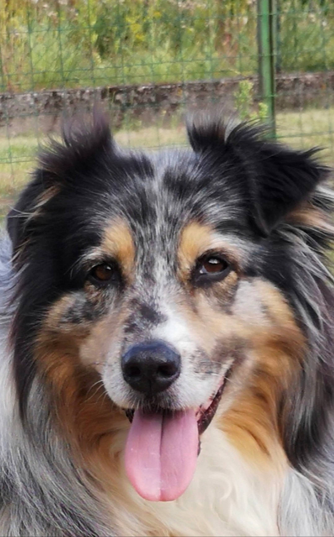 Ephyra participe au concours pour gagner de l'argent avec cette photo : art, australian_collie, australian_shepherd, border_collie, canidae, carnivore, companion_dog, dog, dog_breed, eye, fence, fur, head, herding_dog, miniature_australian_shepherd, snout, sporting_group, terrestrial_animal, whiskers, working_dog