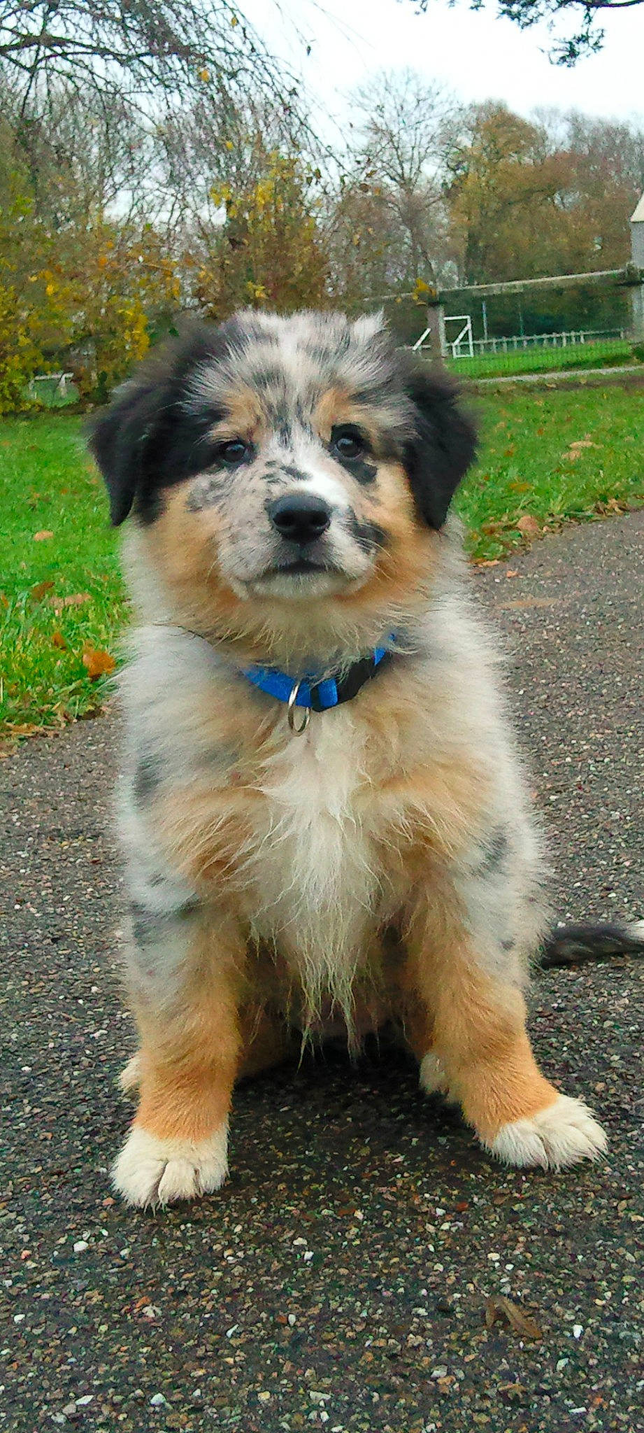 Ephyra a rejoint le concours — aidez-le/la à gagner de superbes lots ! art, canidae, carnivore, companion_dog, dog, dog_breed, fur, herding_dog, plant, snout, sporting_group, terrestrial_animal, tree, working_animal, working_dog