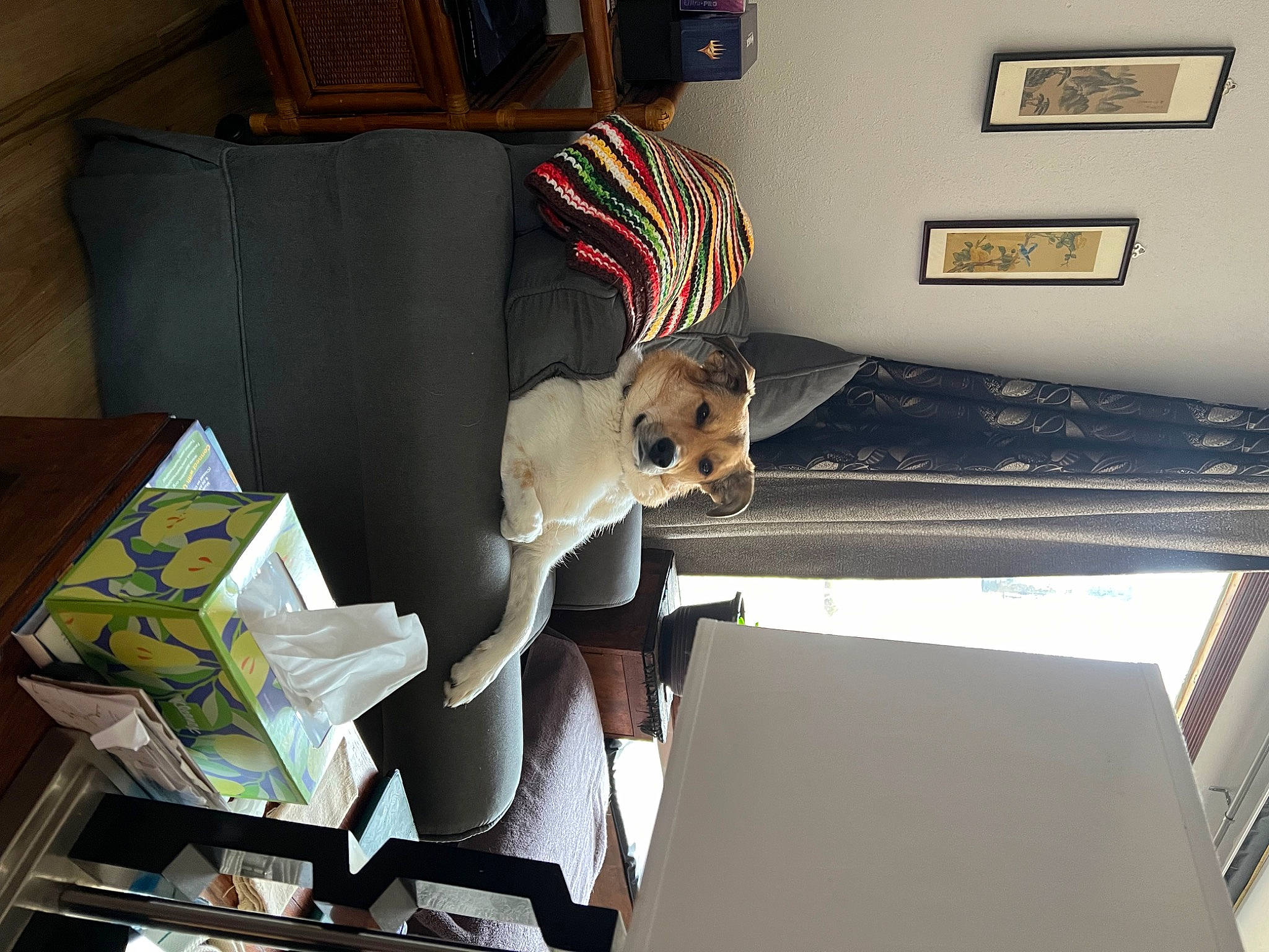 Lily