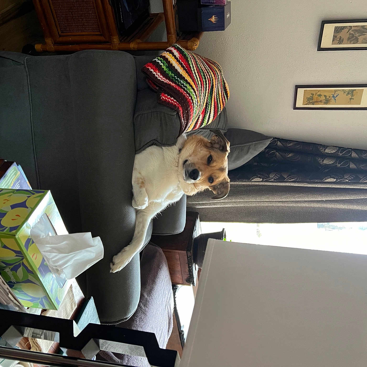 Lily
