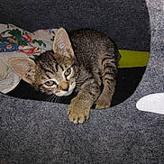 Perle a rejoint le concours — aidez-le/la à gagner de superbes lots ! kitten, tabby, cat, pet, animal, feline, cozy, cave, felt, paw, resting, cute, indoor, curious, young, fur, whiskers, ears, playful, relaxation