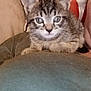 Perle participe au concours pour gagner de l'argent avec cette photo : kitten, cat, tabby, pet, indoor, couch, cushion, person, closeup, fur, whiskers, ears, eyes, resting, cute, small, feline, domestic_animal, young, cozy