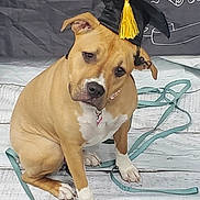 Jules joined the competition — help win amazing prizes! accessory, animal, background, brown_dog, celebration, cute, dog, floor, graduation_cap, indoor, leash, looking, pet, portrait, sitting, tassel, tied_leash, white_paws, wooden_floor, young_dog