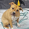 accessory, animal, background, brown_dog, celebration, cute, dog, floor, graduation_cap, indoor, leash, looking, pet, portrait, sitting, tassel, tied_leash, white_paws, wooden_floor, young_dog