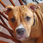 Jules joined the competition — help win amazing prizes! dog, brown_dog, close_up, portrait, wooden_chair, chair_spindles, collar, nose, eyes, whiskers, tile_floor, blanket, paw, sitting, indoor, pet, canine, curious, fur, seat_cushion