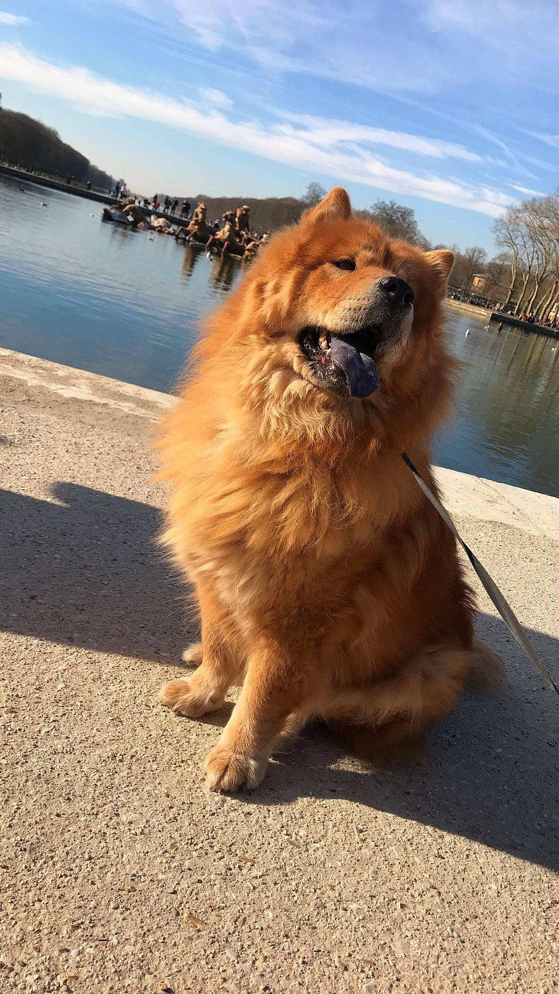 Elya a rejoint le concours — aidez-le/la à gagner de superbes lots ! ancient_dog_breeds, canidae, carnivore, chow_chow, companion_dog, dog, dog_breed, eurasier, fawn, finnish_spitz, german_spitz, german_spitz_mittel, mammal, non_sporting_group, pomeranian, spitz, sporting_group, vertebrate