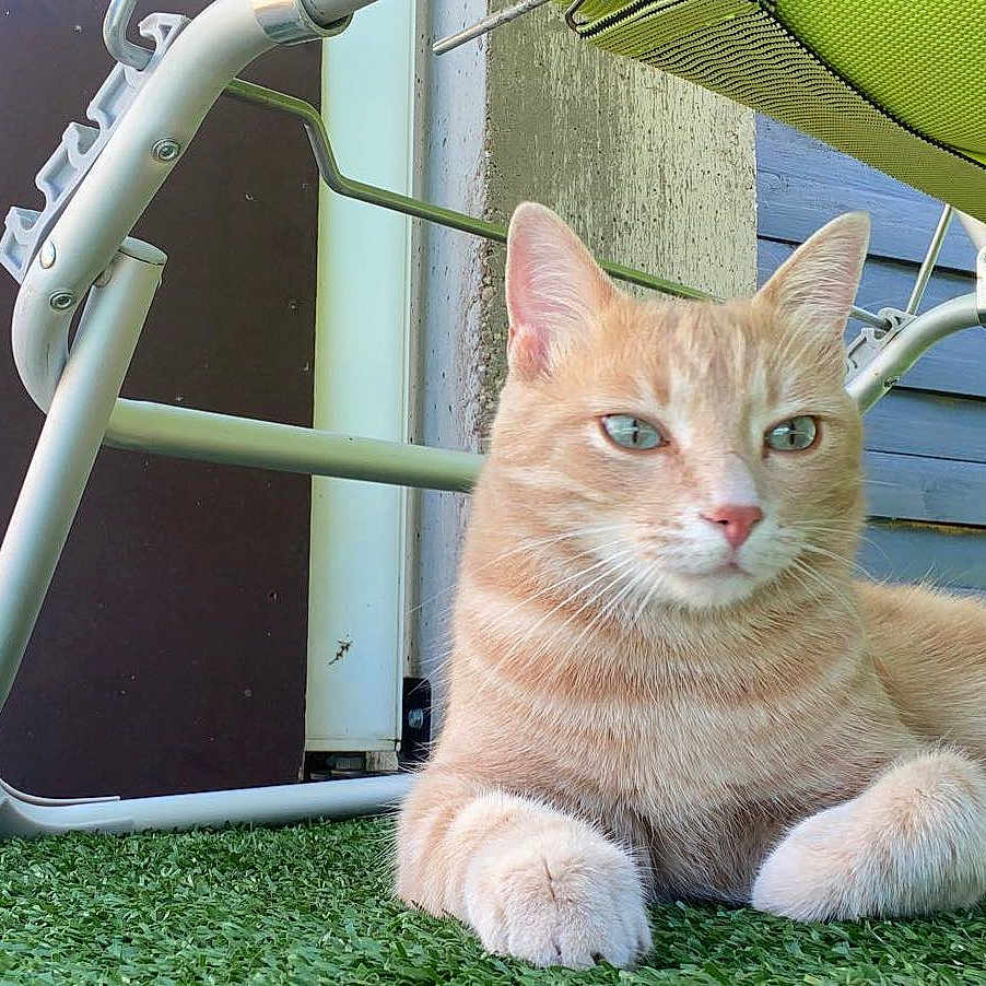 Mickey participe au concours pour gagner de l'argent avec cette photo : animal, architecture, building, canopy, cat, chair, furniture, grass, housing, indoors, interiordesign, kitten, lawn, manx, nature, outdoors, pet, plant, shelter, yard