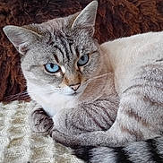 Sophie a rejoint le concours — aidez-le/la à gagner de superbes lots ! cat, blue_eyes, fur, striped, animal, pet, whiskers, ears, tail, resting, blanket, textile, cozy, indoor, closeup, face, portrait, feline, soft, relaxed