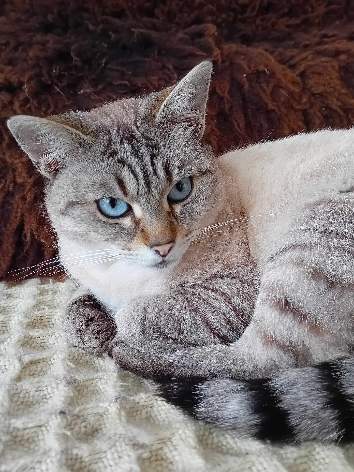 Sophie a rejoint le concours — aidez-le/la à gagner de superbes lots ! cat, blue_eyes, fur, striped, animal, pet, whiskers, ears, tail, resting, blanket, textile, cozy, indoor, closeup, face, portrait, feline, soft, relaxed