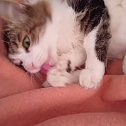 Fleur participe au concours pour gagner de l'argent avec cette photo : cat, grooming, tongue, fur, blanket, soft, pet, cute, relaxed, indoor, animal, whiskers, pink, white, brown, tabby, paw, closeup, cozy, sleepy