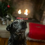 Pongo joined the competition — help win amazing prizes! dog, indoor, fireplace, warm, cozy, blurred_background, red_blanket, wood_floor, speckled_fur, pet, animal, looking_up, soft_light, home, comfort, mammal, portrait, companion, relaxation, domestic