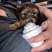 Lincoln joined the competition — help win amazing prizes! animal, closeup, clothing, cup, cute, dog, face, food, fur, grey_shirt, hand, holding, indoor, messy, person, pet, puppy, small, tattoo, whipped_cream