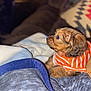 Lincoln is registered to the contest to win money with this photo: animal, blanket, comfort, cozy, cute, dog, domestic_animal, fur, indoor, looking_away, orange_shirt, pet, puppy, resting, side_view, small_dog, soft_focus, striped_shirt, warm, young_dog