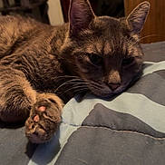 Smokey joined the competition — help win amazing prizes! animal, bed, blanket, cat, closeup, cozy, cute, domestic, fur, furniture, indoor, lamp, paw, pet, piggy_bank, relaxed, resting, sleepy, soft_light, whiskers