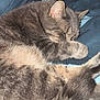 animal, blanket, blue, cat, closeup, cozy, curled_up, cute, feline, fur, gray_tabby, indoor, nap, paw, pet, relaxed, resting, sleeping, soft, whiskers