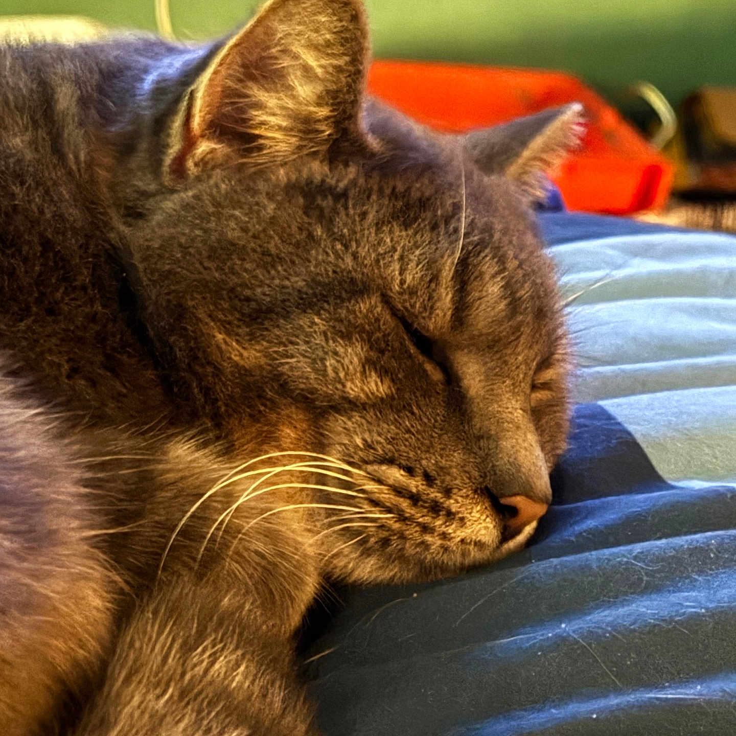 Smokey is registered to the contest to win money with this photo: animal, bed, blanket, cat, close_up, cozy, domestic, feline, fur, indoor, nap, peaceful, pet, quiet, relaxation, resting, sleeping, soft, tabby, whiskers