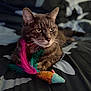 cat, tabby, pet, toy, feathers, mouse_toy, bed, blanket, animal, feline, domestic_cat, whiskers, ears, paws, resting, indoor, closeup, fur, cute, playful